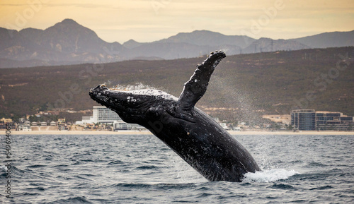 Jumping humpback whale (Megaptera novaeangliae) on the background of the Mexican coast. Mexico. Sea of Cortez. California Peninsula.