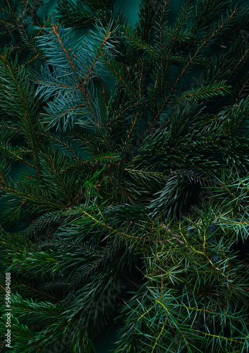 Christmas tree nature green background. Pine branches  needles top view. December mood concept. Spruce branch with needle of different varieties.