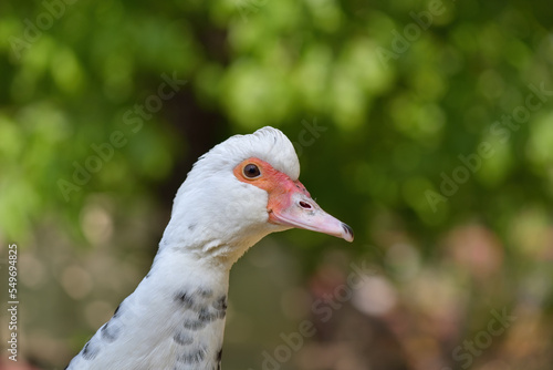 A close-up shot of a white domestic goose on a green blurred background in the farm