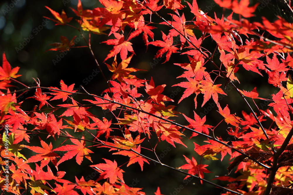 美しい真っ赤な紅葉