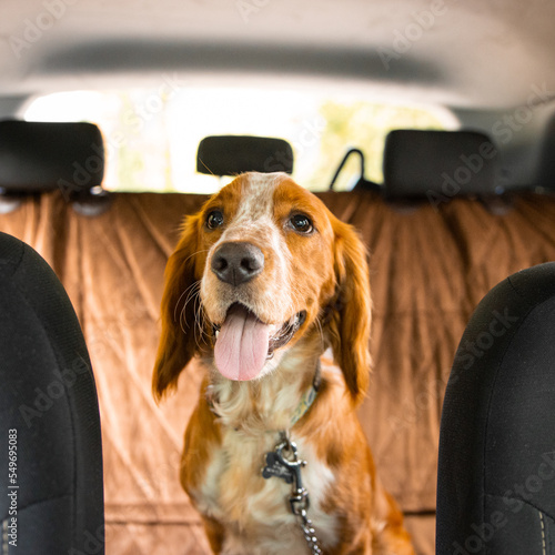 Photography Cute dogs in car seat relaxing on camping trip