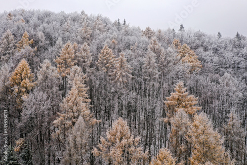 Drone photo of larch trees in a coniferous forest at the start of the winter season