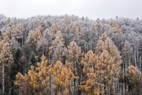 Drone photo of larch trees in a coniferous forest at the start of the winter season photo