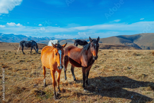 Horses grazing in the foothills of Mount Elbrus. Kabardino-Balkaria, Russia. A herd of horses grazes peacefully in a mountain valley