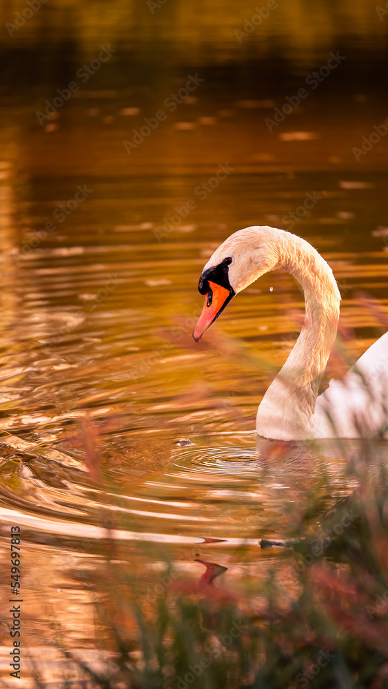Fototapeta premium swan on the lake at sunset