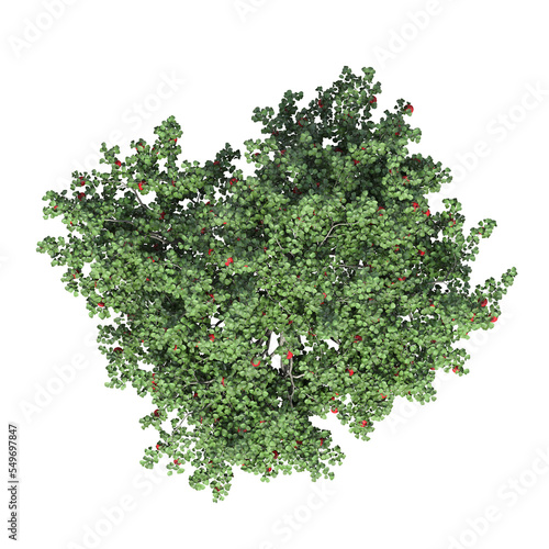 tree top view, isolate on a transparent background, 3d illustration