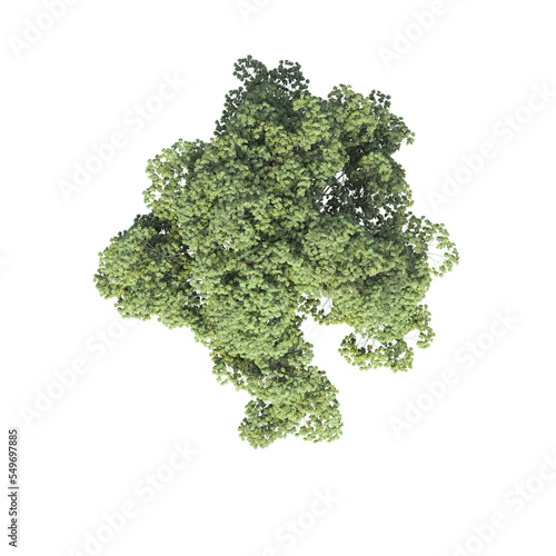 tree top view  isolate on a transparent background  3d illustration