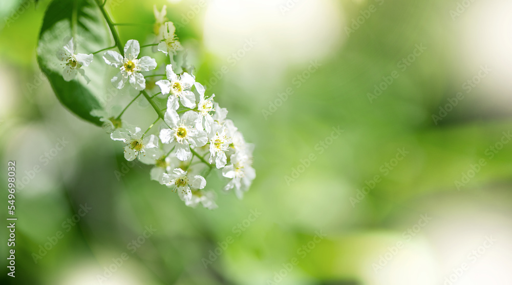 Obraz premium Blooming flower of bird cherry with white petals in spring garden on blurry background