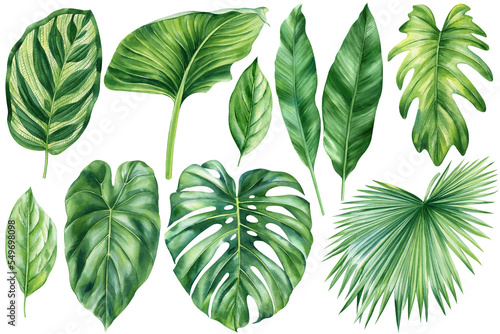 set of tropical palm leaves  banana  liana  monstera  green leaves painted in hand-made watercolor  botanical painting