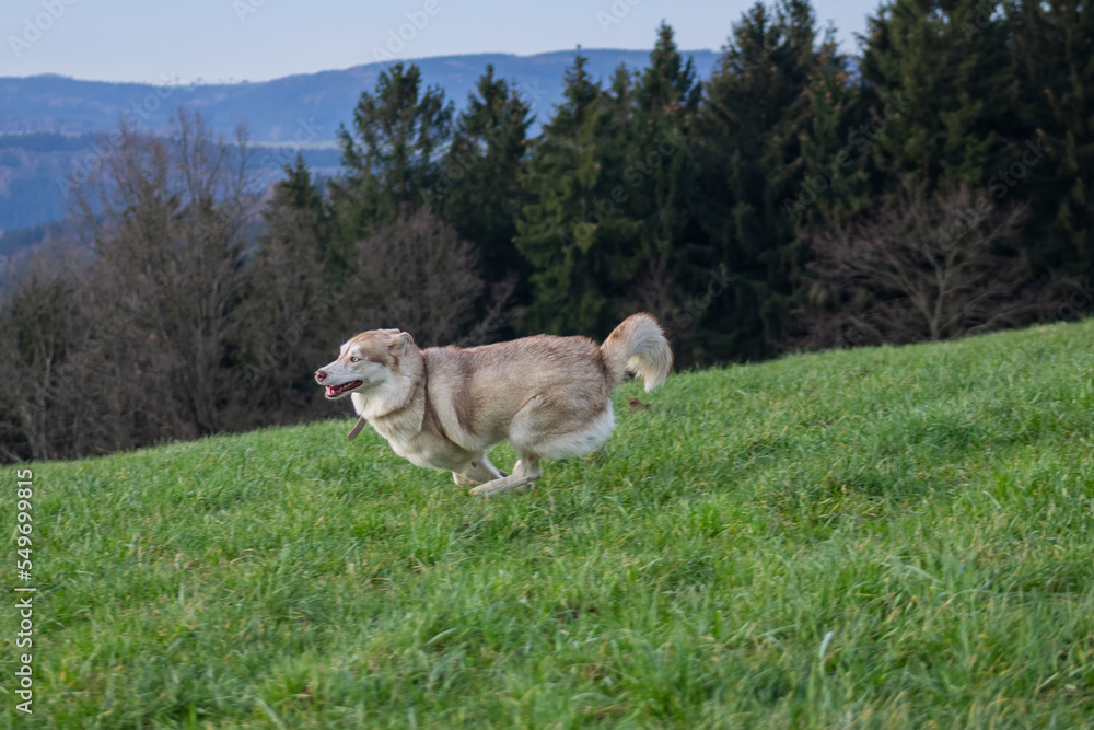 Siberian Husky