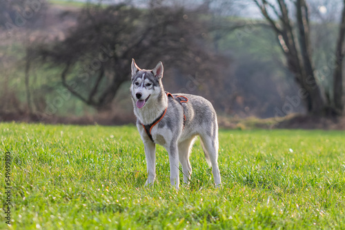 Siberian Husky