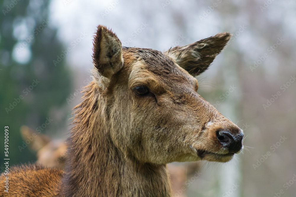 Hirsch Hirsch
