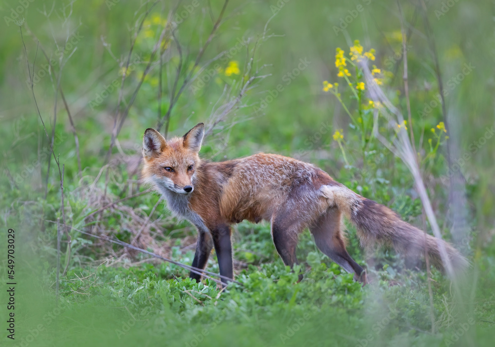 Red fox with a bushy tail walking through a grassy meadow near Ottawa, Canada