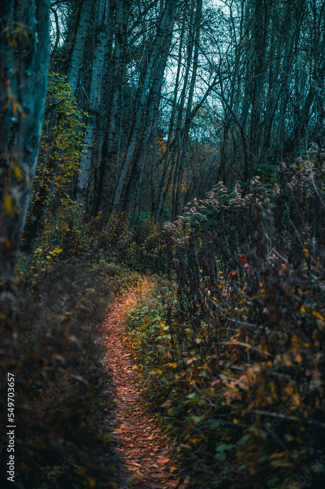 Obraz premium Chemin en foret