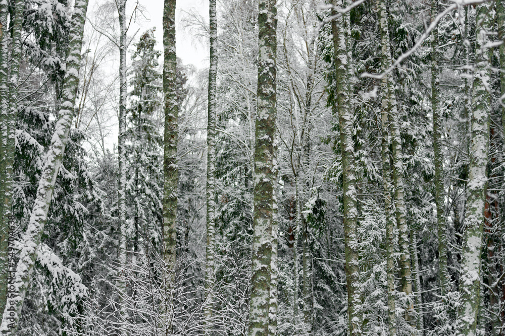 Fototapeta premium Winter background of trees and branches covered with snow. Snowing day, cold winter weather outdoors, landscape concept. Selective focus.