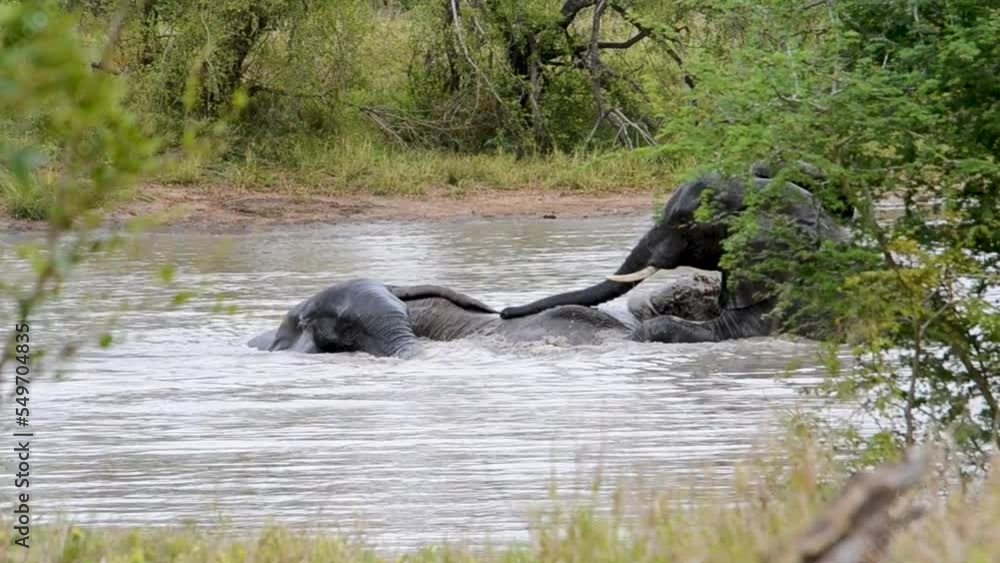 Elephants playing in dam of water in a park in Africa Elephants playing in dam of water in a park in Africa