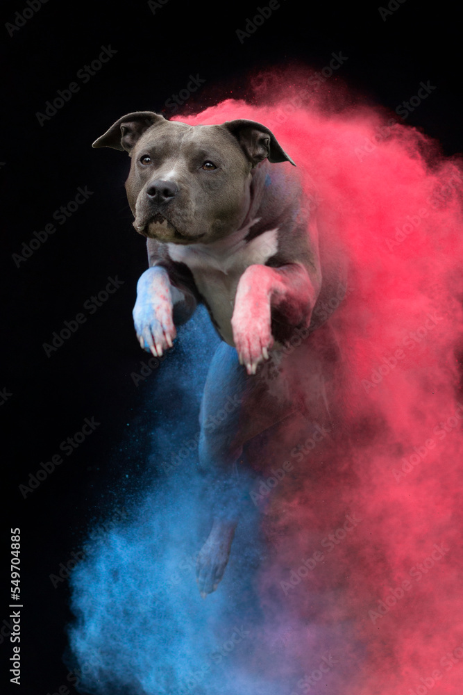 Obraz na płótnie Amercian Staffordshire Terrier Holi Powder Dog Photography w salonie