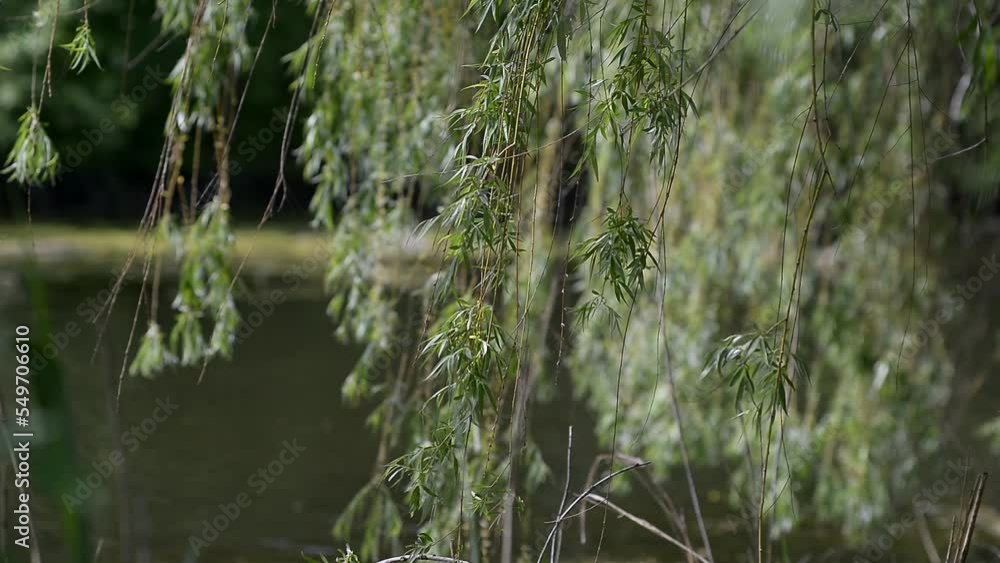 Tree branch on the background of the river. Swaying in the wind on a sunny day Tree branch on the background of the river. Swaying in the wind on a sunny day