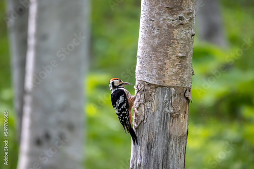 野鳥素材 オオアカゲラのオス