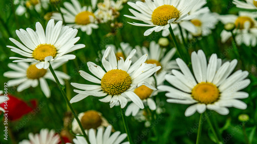 Fototapeta premium daisies in the grass