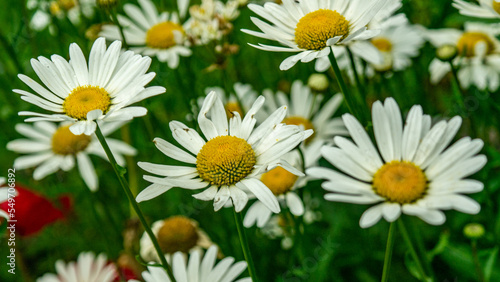 daisies in the grass