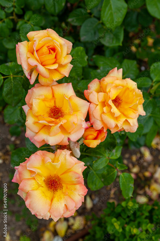 Fototapeta premium Oranges roses