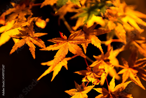 もみじライトアップ