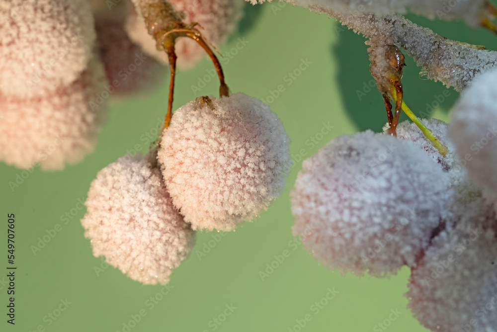Red ornamental apples covered with ice glaze. Red ornamental apples covered with ice glaze.