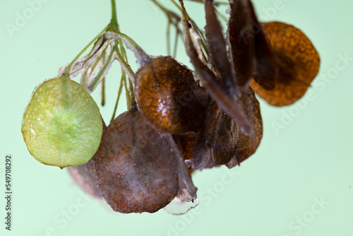 Autumn seeds of Hop tree with ice on it. photo