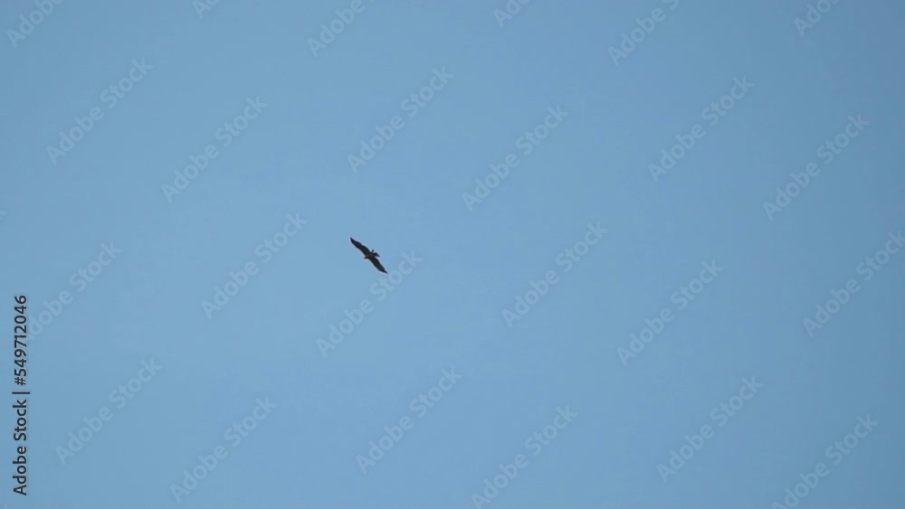 Bird of prey flying against the blue sky. Black kite in the sky. Slow motion Bird of prey flying against the blue sky. Black kite in the sky. Slow motion