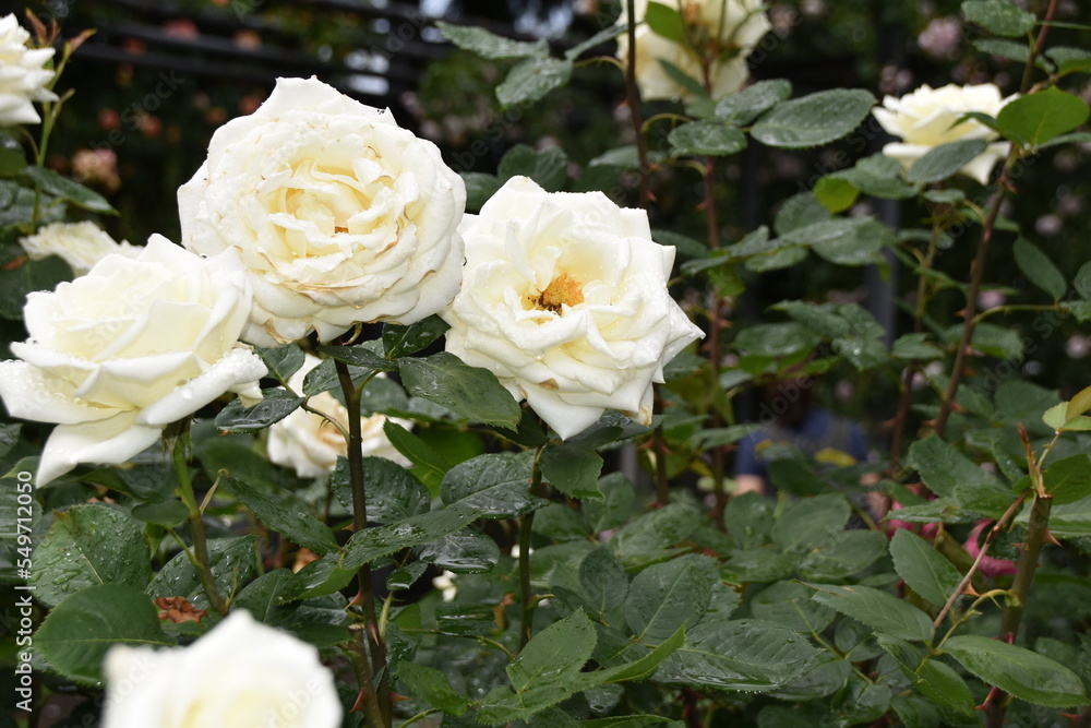 White rose flowers in full blossom are surrounded by leaves in dark green shades. There are rain drops everywhe. It is close up view and background is defocused. There is some copy space available. White rose flowers in full blossom are surrounded by leaves in dark green shades. There are rain drops everywhe. It is close up view and background is defocused. There is some copy space available.