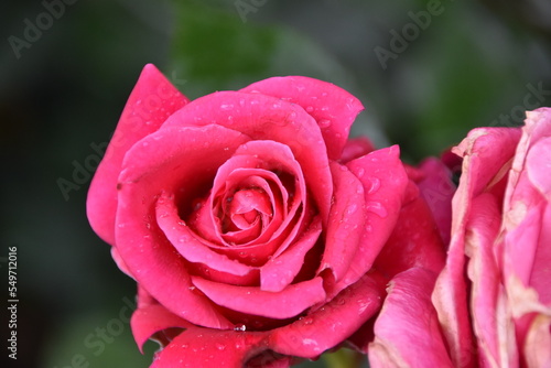 Rose flower in full blossom. It is close up view and the background is defocused. Petals are of fuchsia color are covered with rain drops. There is some copy space.