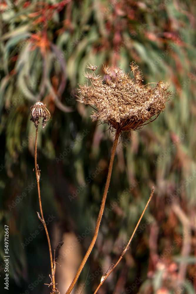 Seasonal dry flowers and grass close-up on a blurred background. Selective focus. Seasonal dry flowers and grass close-up on a blurred background. Selective focus.