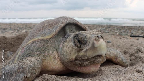 Closeup of a turtle putting eggs in the sand and taping them photo