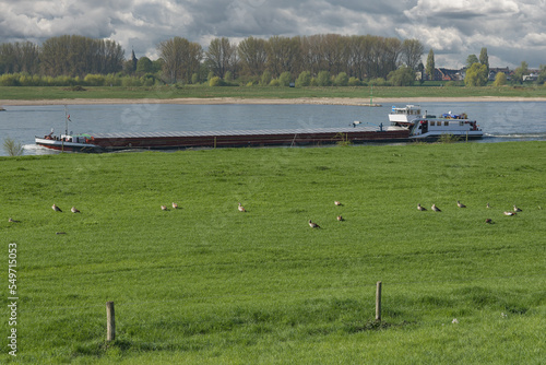 egyptian geese (Alopochen aegyptiaca) at Rhine River,Monheimer Rheinbogen,Monheim am Rhein,Germany