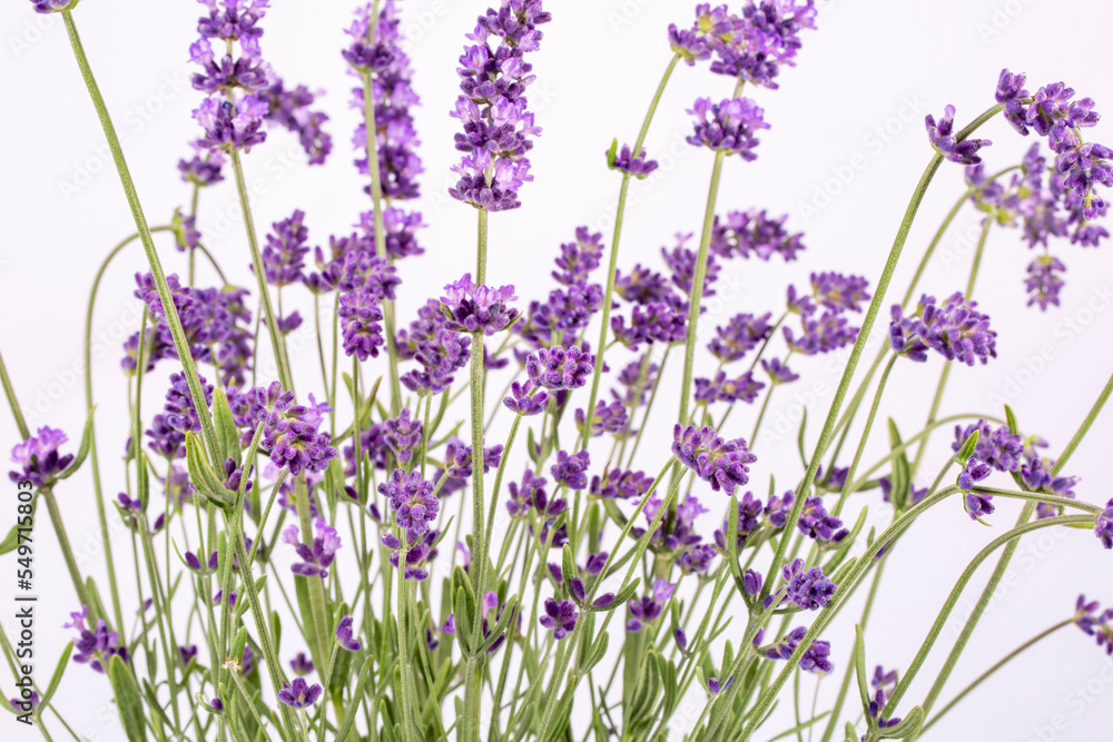 Bouguet of violet lavendula flowers isolated on white background, close up.