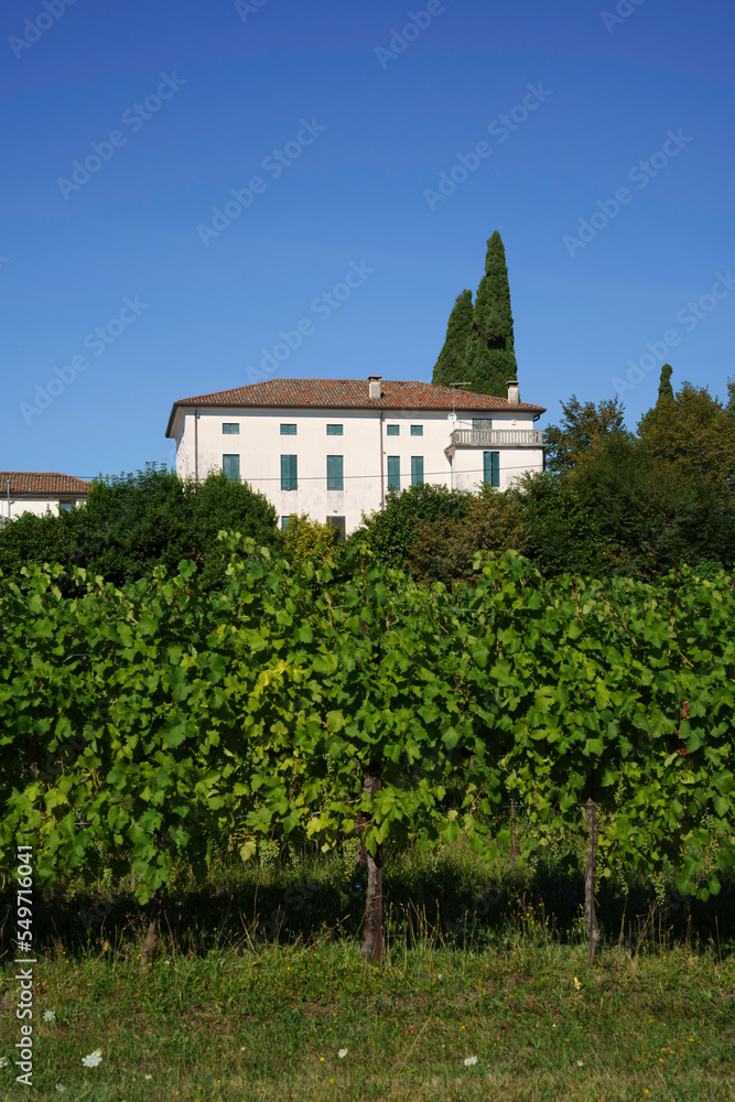 Vineyards along the Road of Prosecco e Conegliano Vines