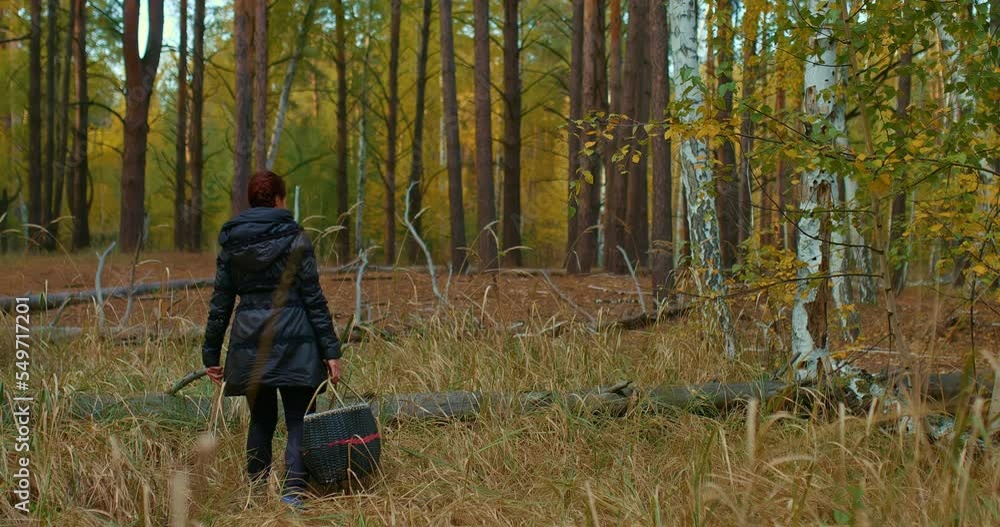 Woman in a jacket walks through the woods with a basket looking for mushrooms. Fallen tree trunks in the forest, a woman steps over them. Golden autumn, beautiful landscape in the forest, tall pines Woman in a jacket walks through the woods with a basket looking for mushrooms. Fallen tree trunks in the forest, a woman steps over them. Golden autumn, beautiful landscape in the forest, tall pines