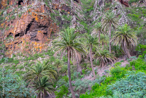 Palmeral y paredes rocosas en el norte de Tenerife, Canarias photo
