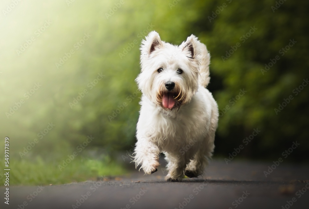 West highland white terrier dog ath the park - obrazy, fototapety, plakaty 