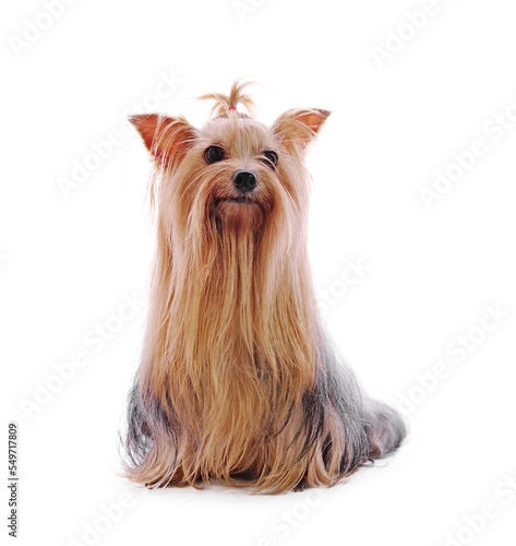 Photography Beautiful Yorkie on transparent png