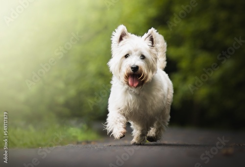 Canvas Print West highland white terrier dog ath the park