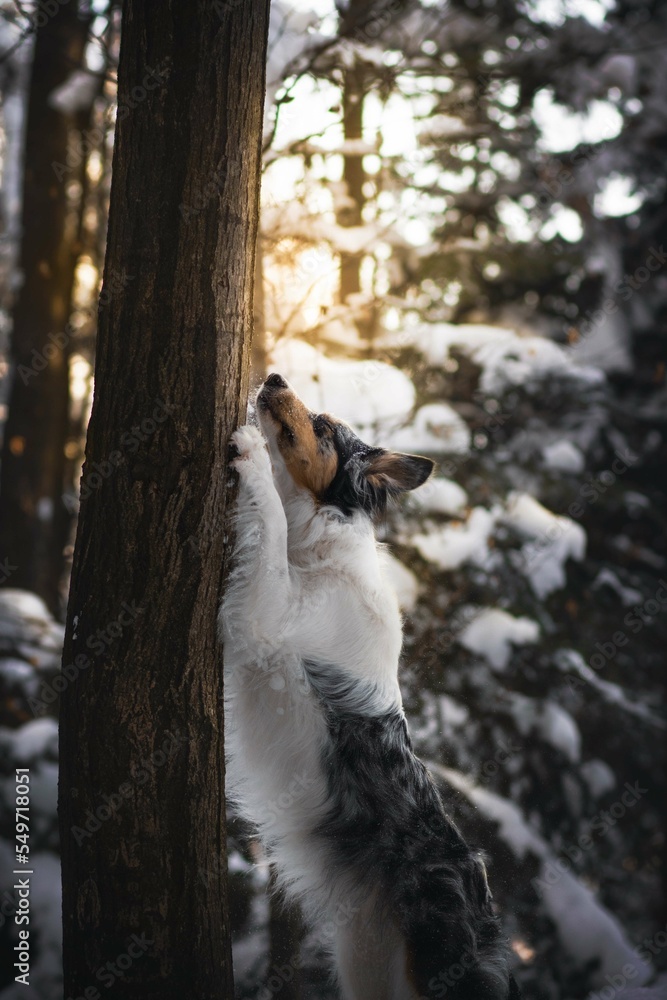 Fototapeta premium Stretching border collie dog in winter scenery