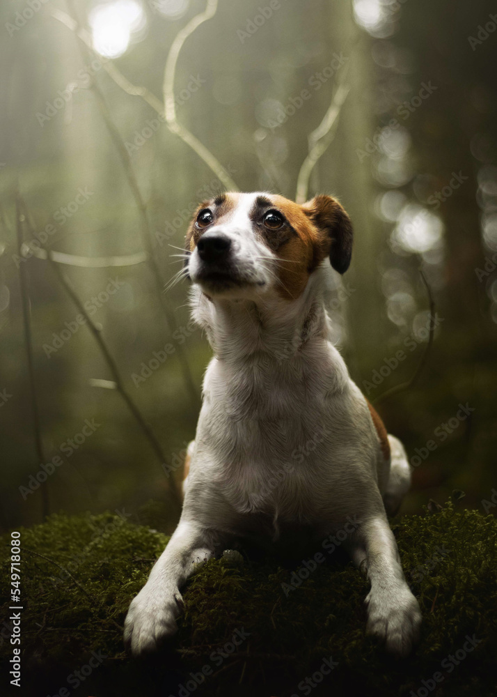 Cute jack russell terrier dog at forest