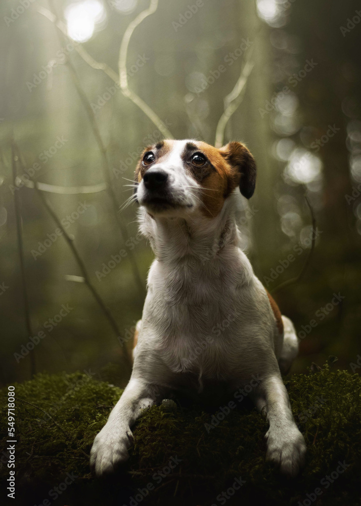Cute jack russell terrier dog at forest Cute jack russell terrier dog at forest