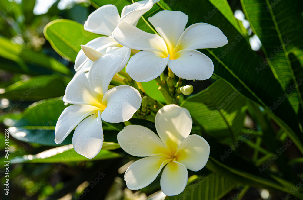 Blossoming flowers are everywhere on Sri Lanka. Blossoming flowers are everywhere on Sri Lanka.