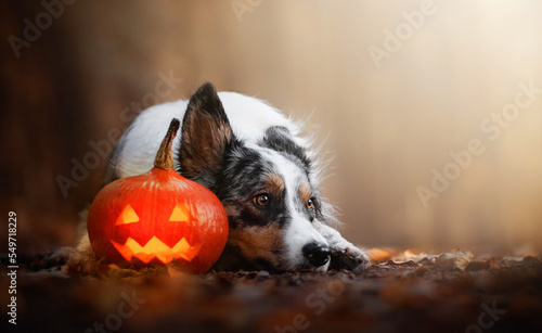 Canvas Print Border collie dog lying on a ground with jack o'lantern