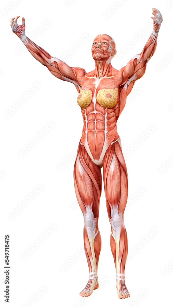 3D Rendering Female Anatomy Figure on White 3D Rendering Female Anatomy Figure on White
