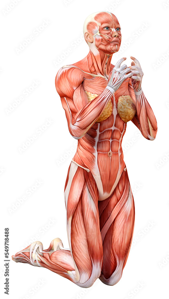 3D Rendering Female Anatomy Figure on White 3D Rendering Female Anatomy Figure on White