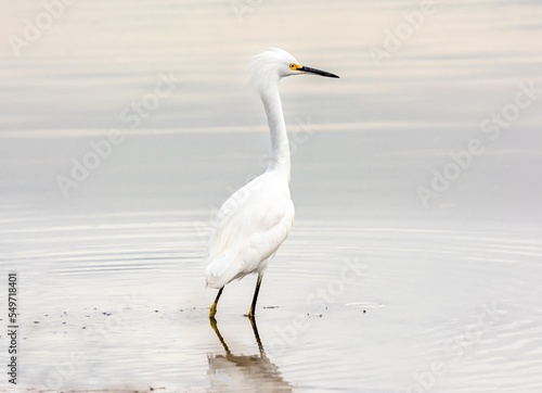 California Sea Birds